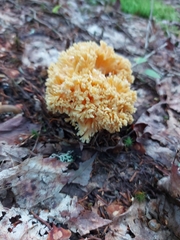 Ramaria flava