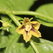 Capsicum lycianthoides - Photo (c) Apipa, some rights reserved (CC BY-NC), uploaded by Apipa