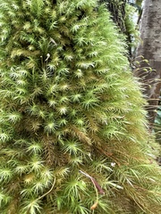 Pyrrhobryum spiniforme