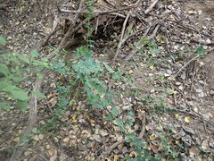 Guardiola platyphylla