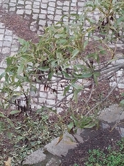 Fraxinus angustifolia