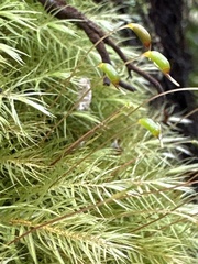 Pyrrhobryum spiniforme