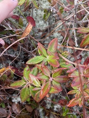 Rhododendron canadense