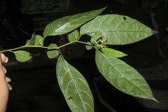Capsicum lycianthoides