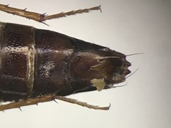 Tachinus limbatus