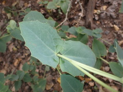 Guardiola platyphylla