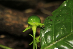 Capsicum lycianthoides