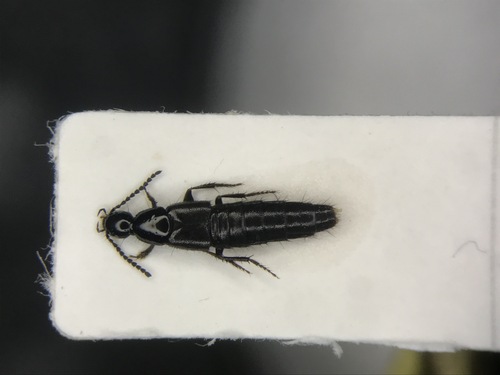 Staph beetle