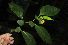 Capsicum lycianthoides