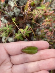 Rhododendron canadense