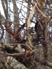 Fraxinus angustifolia