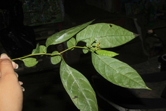 Capsicum lycianthoides