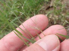 Muhlenbergia microsperma