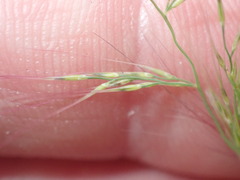 Muhlenbergia microsperma