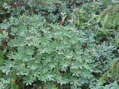 Lupinus latifolius