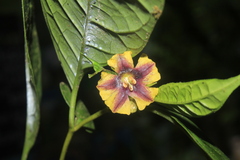 Capsicum lycianthoides