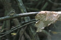 Gerygone magnirostris