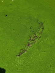 Crocodylus moreletii