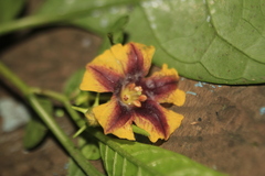 Capsicum lycianthoides