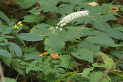 Actaea racemosa