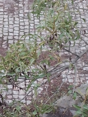 Fraxinus angustifolia