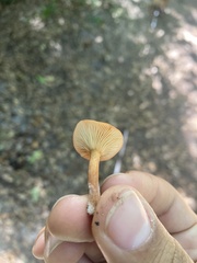 Lactarius rubidus
