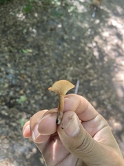 Lactarius rubidus