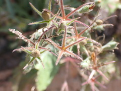 Ruellia ciliatiflora