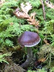 Cortinarius evernius