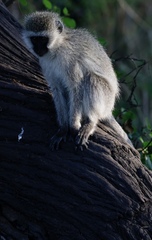 Chlorocebus pygerythrus hilgerti