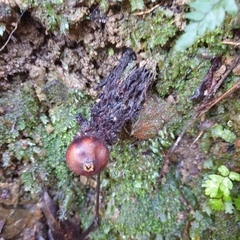 Calostoma
