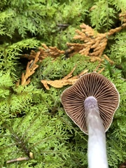 Cortinarius evernius