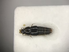 Habrocerus capillaricornis