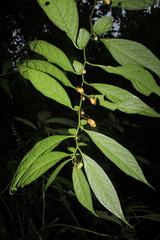 Capsicum geminifolium