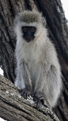 Chlorocebus pygerythrus hilgerti