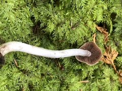 Cortinarius evernius
