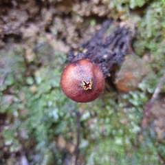 Calostoma