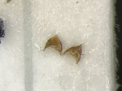 Habrocerus capillaricornis