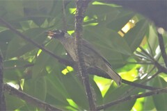 Bolemoreus frenatus