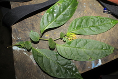 Capsicum lycianthoides