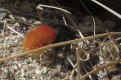 Dasymutilla magnifica