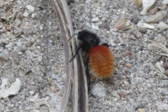 Dasymutilla magnifica