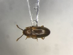 Cryptophilus obliteratus