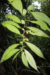 Capsicum geminifolium