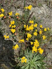 Lotus corniculatus