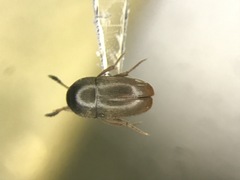 Ptomaphagus