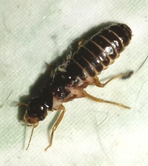Termitoidae