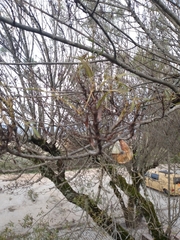 Fraxinus angustifolia