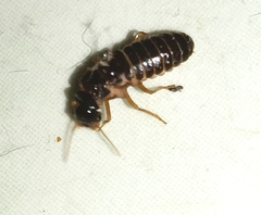Termitoidae