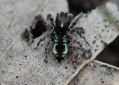 Maratus calcitrans